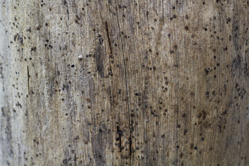 The wood texture