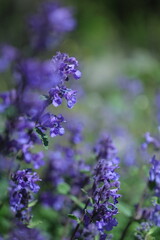lavender flowers in the garden