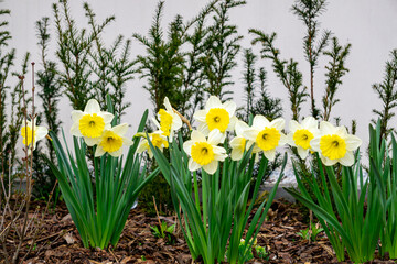 Narcissus (Narcissus L.) – a genus of plants belonging to the amaryllis family. beautiful yellow ornamental flowers in the garden in spring. the first signs of spring in nature