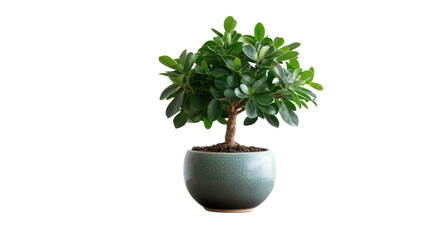 green plant in a pot