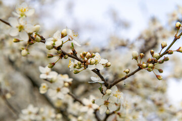 Obraz premium blooming tree in white. close up of white flowers on tree. abstract blurred background