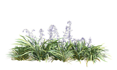 fresh rosemary on white