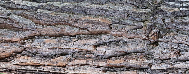 Close-up of pine tree bark texture, showcasing intricate patterns, cracks, and rugged surface. A detailed natural background, perfect for organic, forestry, and environmental themes