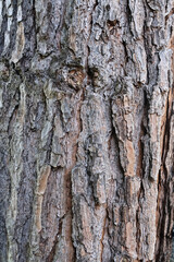 Close-up of pine tree bark texture, showcasing intricate patterns, cracks, and rugged surface. A detailed natural background, perfect for organic, forestry, and environmental themes