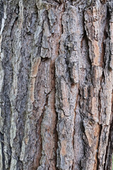 Close-up of pine tree bark texture, showcasing intricate patterns, cracks, and rugged surface. A detailed natural background, perfect for organic, forestry, and environmental themes