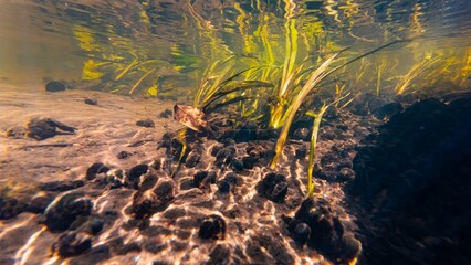 ramshorn valve snail shell, bur-reed marsh plant grow emersed on riverbed, shallow river Buger in Lityn human pollution, sun ray surface reflection underwater, low visibility organic particle silt