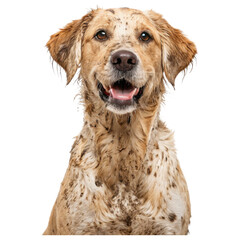 A happy, muddy dog with a golden coat, showcasing its playful nature and friendly demeanor.
