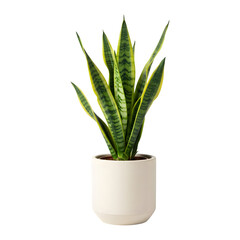 Indoor Air Purifying Snake Plant Home Decor