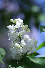 spring lilac flowers in the garden, spring time, spring flowers, fresh flowers