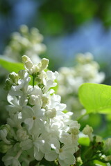 spring lilac flowers in the garden, spring time, spring flowers, fresh flowers