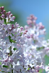 spring lilac flowers in the garden, spring time, spring flowers, fresh flowers