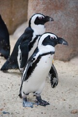 Obraz premium penguins bird in zoo