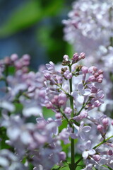 Obraz premium pink and white flowers lilac, spring vibes, spring flowers, lilac flow