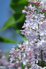 pink and white flowers lilac, spring vibes, spring flowers, lilac flow