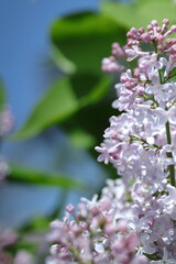 pink and white flowers lilac, spring vibes, spring flowers, lilac flow