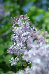 pink and white flowers lilac, spring vibes, spring flowers, lilac flow