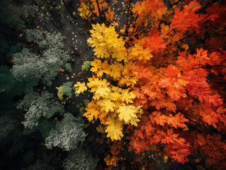 Forest canopy changing colors as seasons shift, revealing the passage of time across the landscape