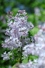 pink and white flowers lilac, spring vibes, spring flowers, lilac flow
