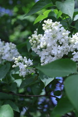 pink and white flowers lilac, spring vibes, spring flowers, lilac flow