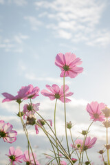 太陽に照らされるコスモス
