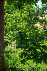 metal bird feeder hanging on a green tree branch