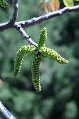branch of a tree