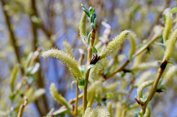 The willow blossomed in spring. © Анатолий Алай