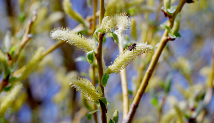 The willow blossomed in spring.