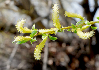 The willow blossomed in spring. © Анатолий Алай