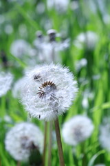 dandelion on green background