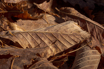 落ち葉のクローズアップ
