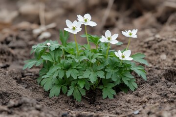 Charming white anemone flowers blooming in spring garden with lush green foliage and soft natural light a serene botanical close up