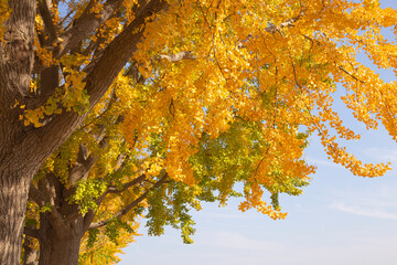 Autumn at Gingko Tree Road
