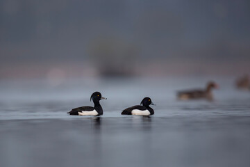 Kaczka czernica, dwa samce na tafli wody © Michal Przystas