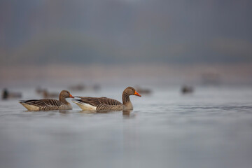 Gęgawa ,Greylag goose,  Anser anser
