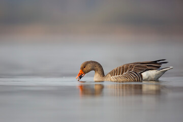 Gęgawa ,Greylag goose,  Anser anser
