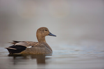 Kaczka krakwa, The gadwall, Mareca strepera