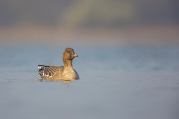 Gęś zbożowa, taiga bean goose (Anser fabalis)	