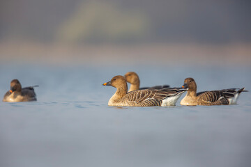Gęś zbożowa, taiga bean goose (Anser fabalis)  © Michal Przystas