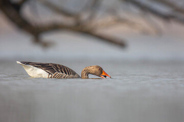 Gęgawa ,Greylag goose,  Anser anser  © Michal Przystas