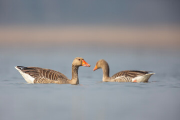 Gęgawa ,Greylag goose,  Anser anser  © Michal Przystas