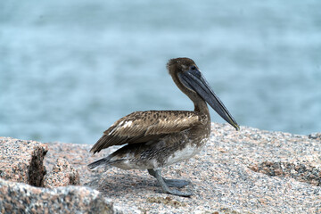 Brown Pelican Perched on Coastal Rocks by the Ocean