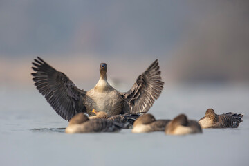 Jak anioł stróż z rozpostartymi skrzydłami pilnuje stada. Gęś zbożowa, taiga bean goose (Anser fabalis)  © Michal Przystas
