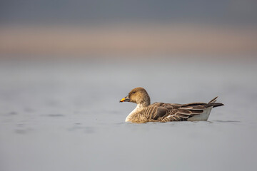 Gęś zbożowa, taiga bean goose (Anser fabalis)  © Michal Przystas