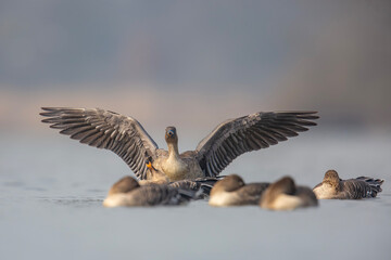 Jak anioł stróż z rozpostartymi skrzydłami pilnuje stada. Gęś zbożowa, taiga bean goose (Anser fabalis)  © Michal Przystas