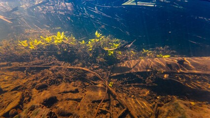 shallow river Buher in Lityn, sun ray in low visibility dirty fast flow riverbed, human garbage pollution, surface wave reflection underwater, organic silt sediment substrate, marsh plant submersed