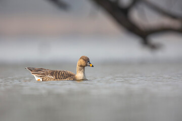 Gęś zbożowa, taiga bean goose (Anser fabalis)  © Michal Przystas