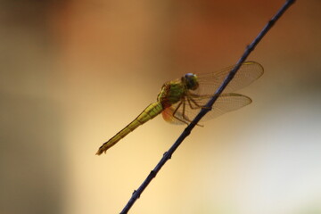 close up of dragonfly