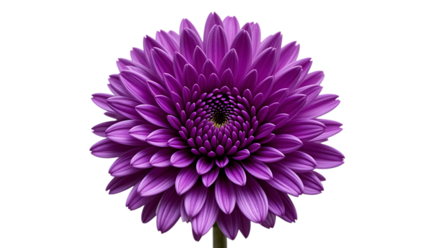 purple chrysanthemum top close-up view