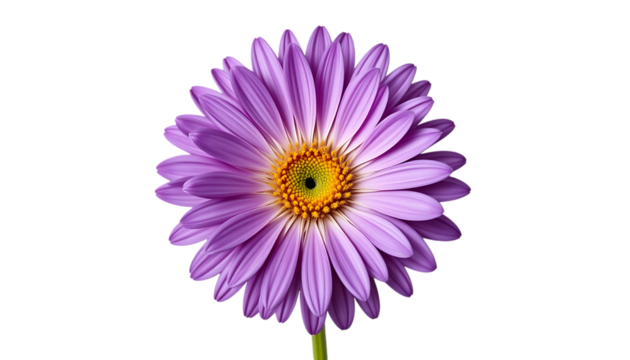 purple chrysanthemum top close-up view